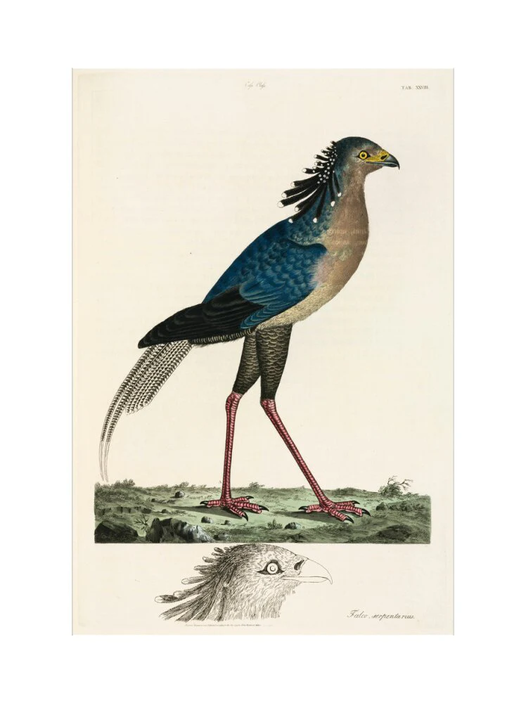 Secretary Bird, 1776. - Image 22