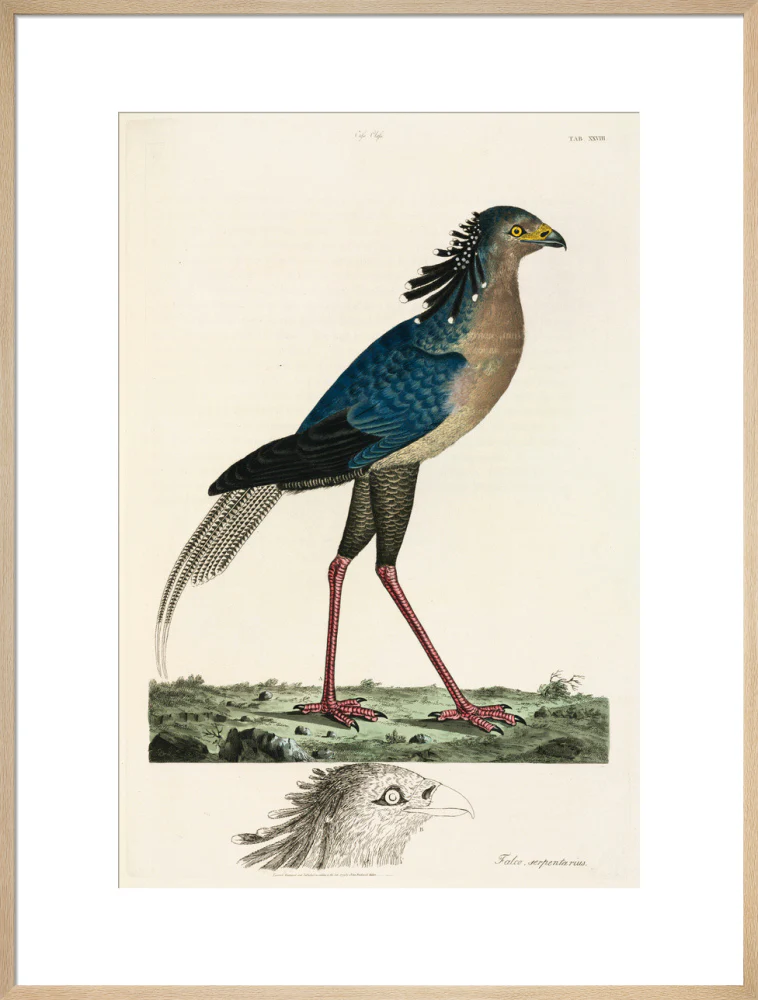 Secretary Bird, 1776. - Image 26