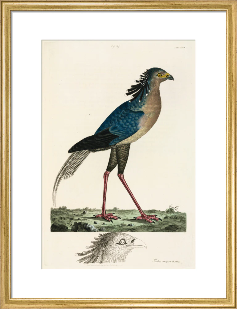 Secretary Bird, 1776. - Image 48