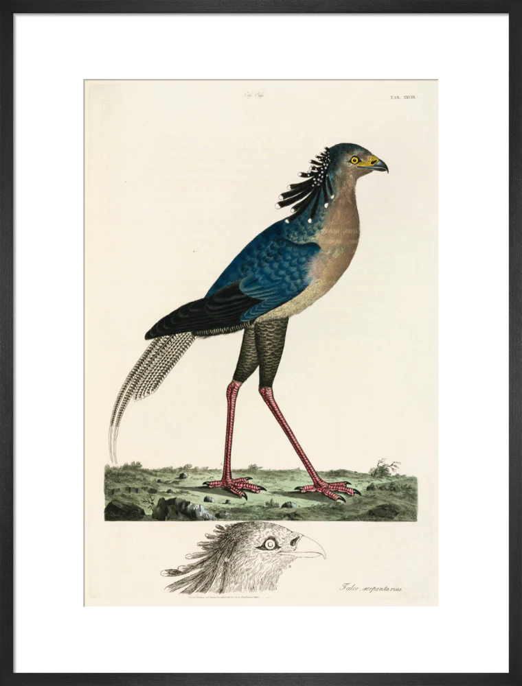 Secretary Bird, 1776. - Image 51
