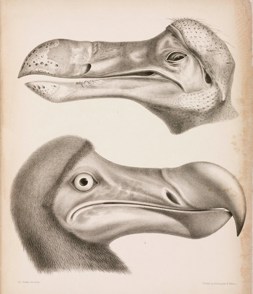 The Dodo, c 18th century.