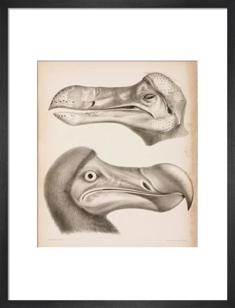 The Dodo, c 18th century. - Image 13