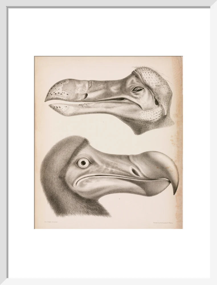 The Dodo, c 18th century. - Image 14