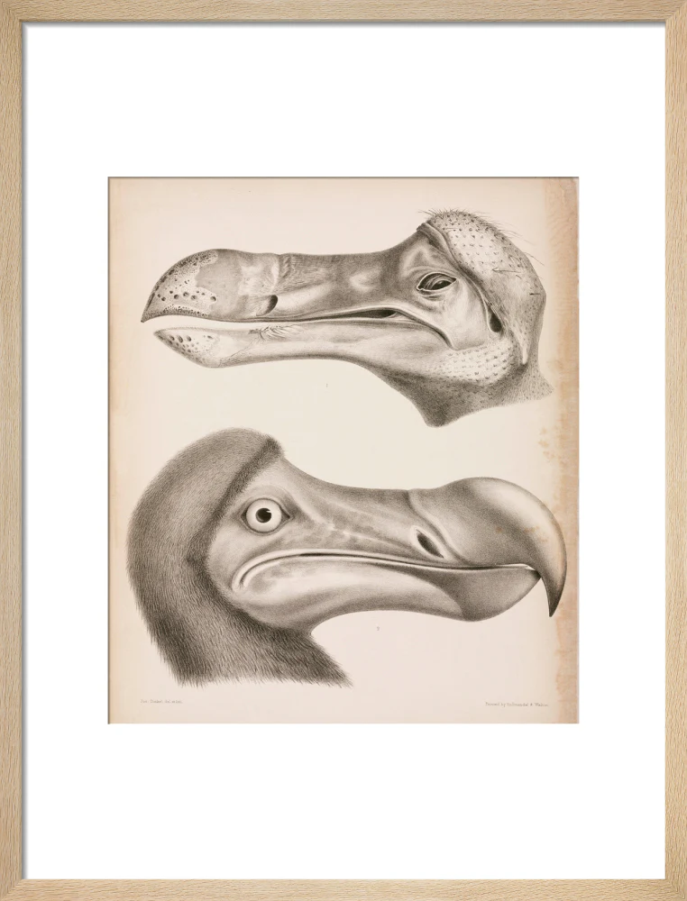 The Dodo, c 18th century. - Image 16