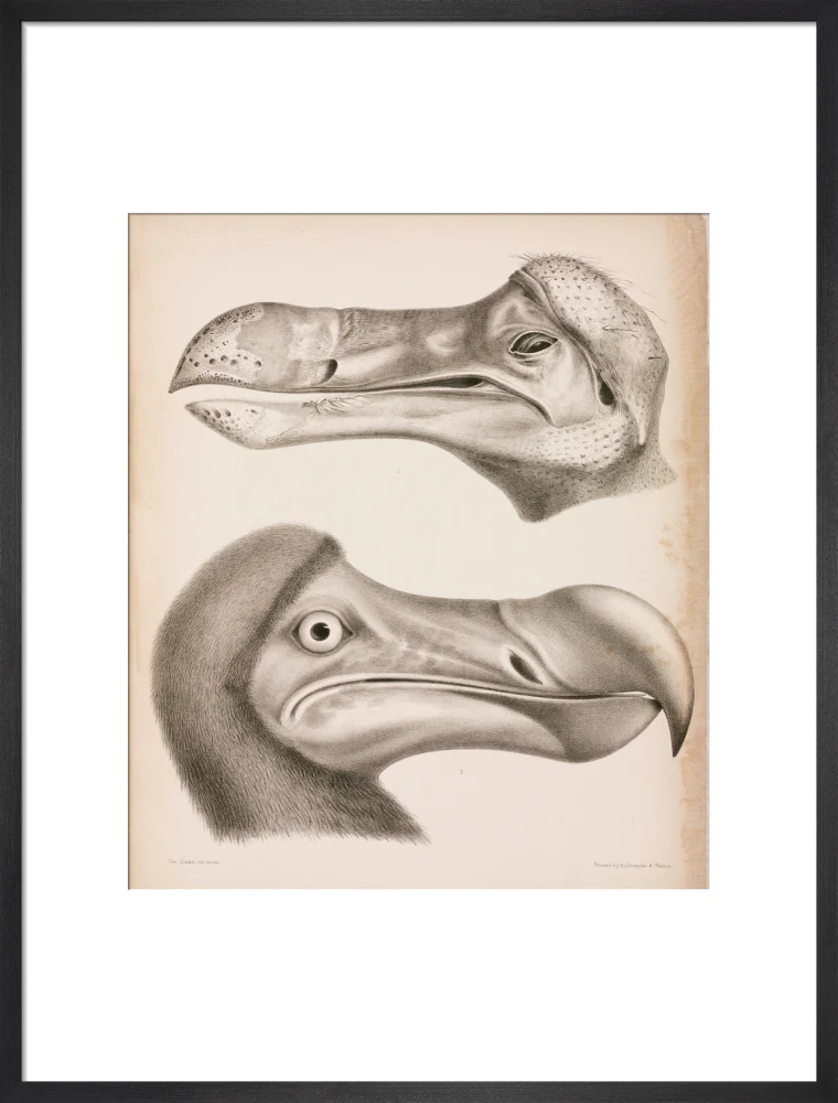 The Dodo, c 18th century. - Image 18