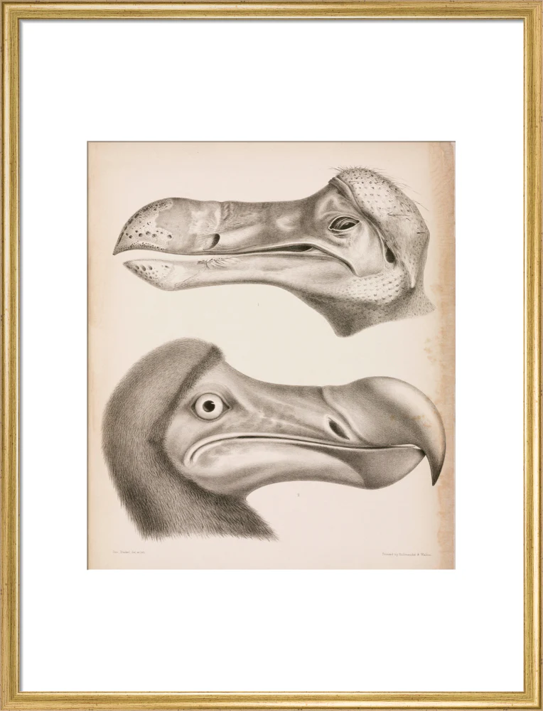 The Dodo, c 18th century. - Image 20