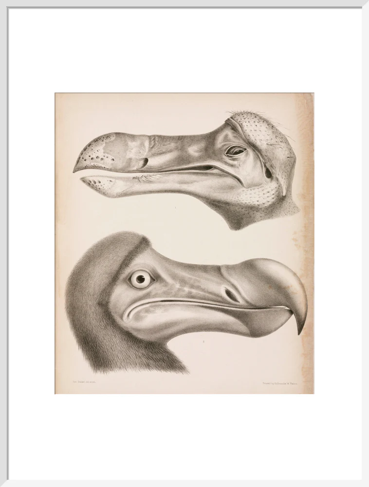 The Dodo, c 18th century. - Image 24