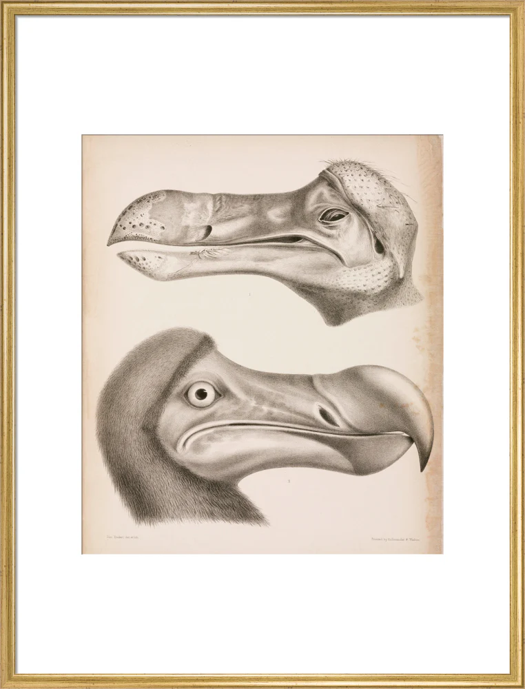 The Dodo, c 18th century. - Image 25