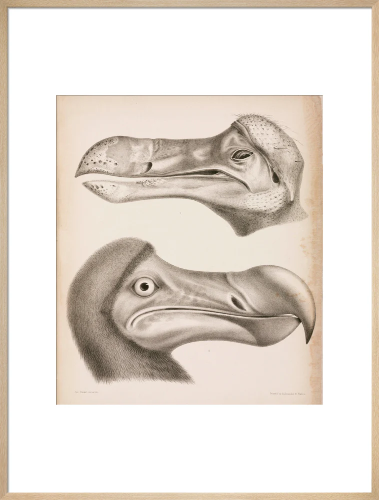 The Dodo, c 18th century. - Image 26