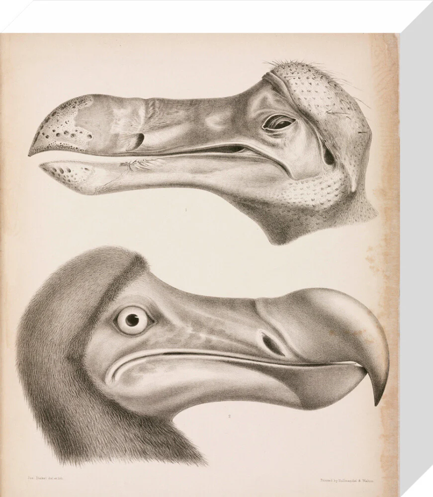 The Dodo, c 18th century. - Image 31