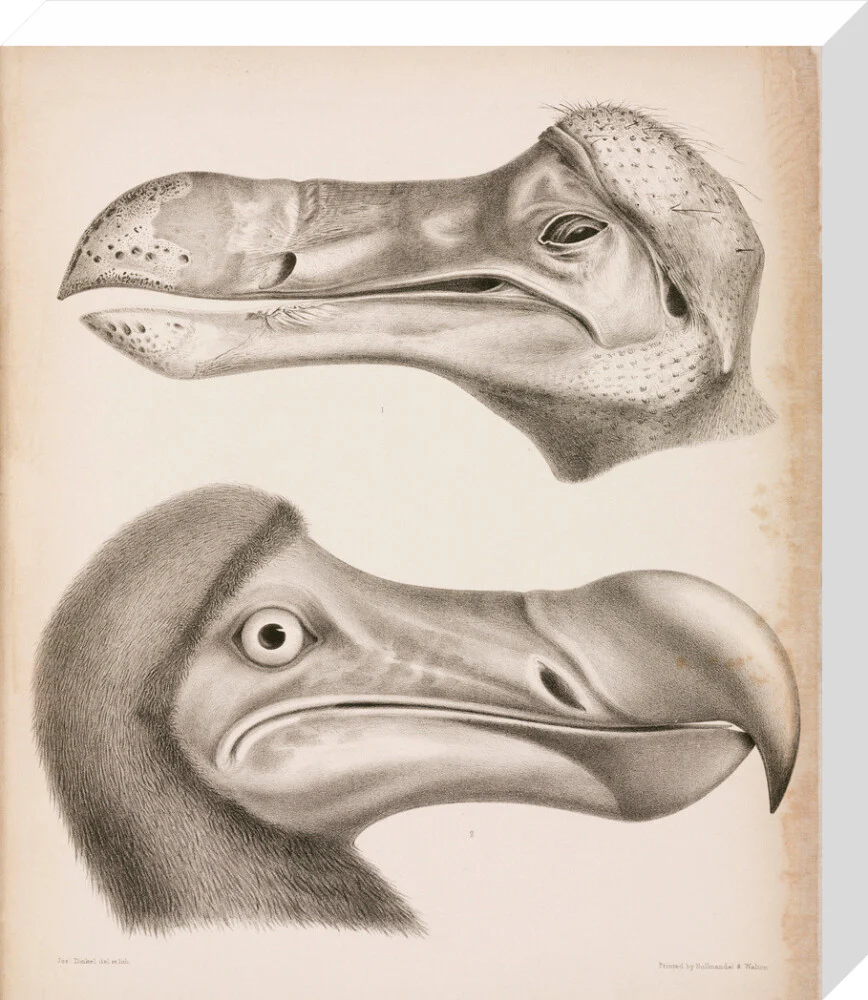 The Dodo, c 18th century. - Image 32