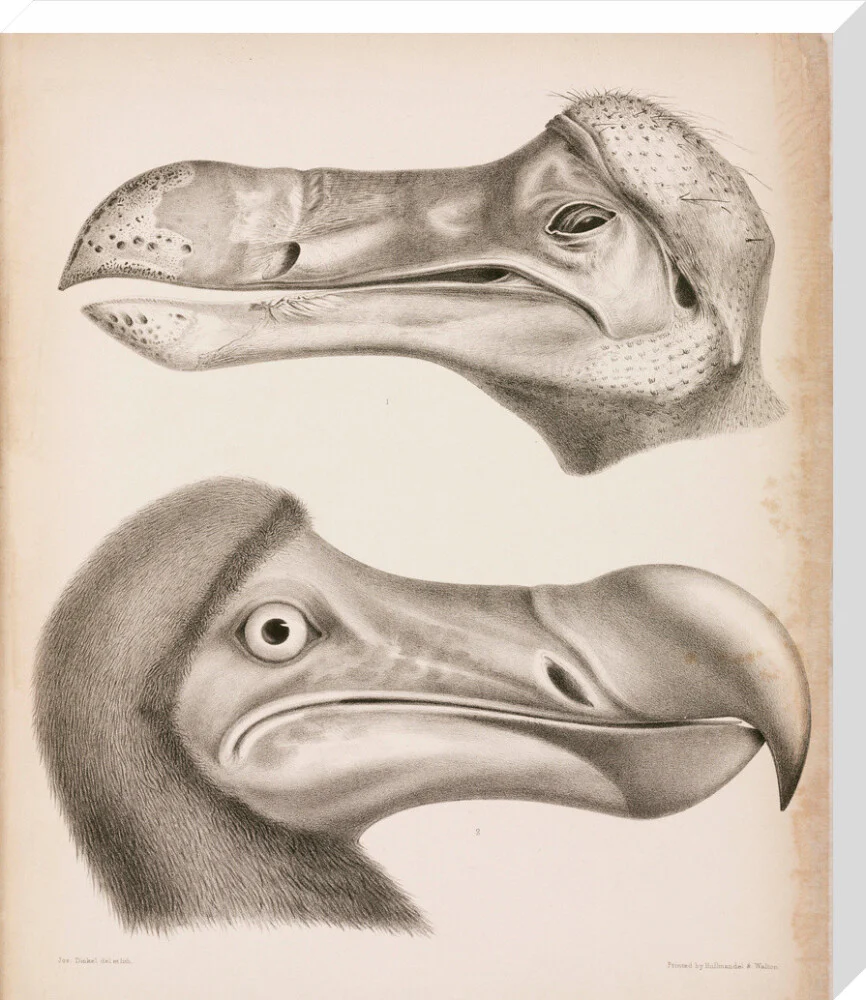 The Dodo, c 18th century. - Image 33