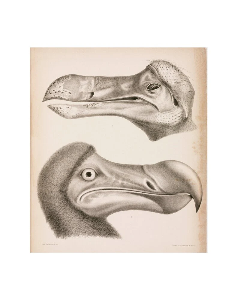 The Dodo, c 18th century. - Image 35