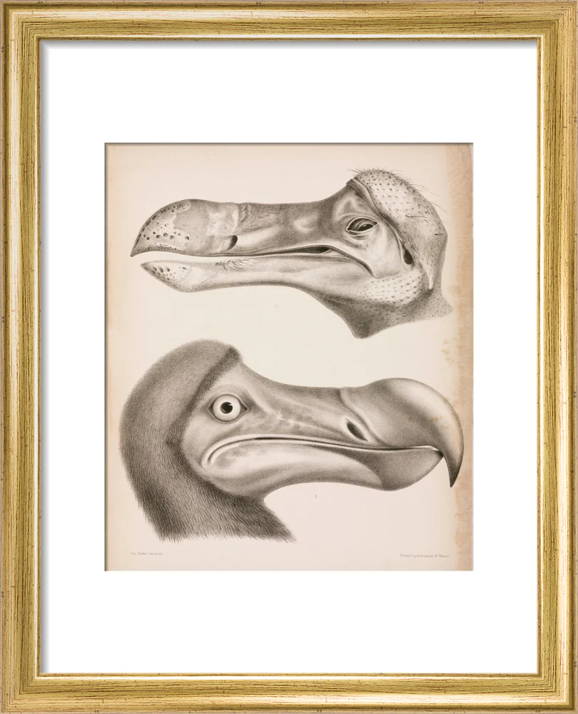 The Dodo, c 18th century. - Image 38