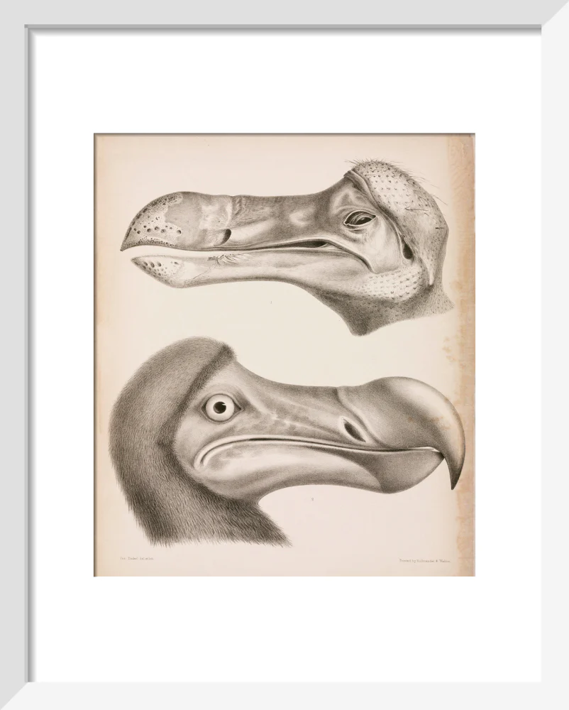 The Dodo, c 18th century. - Image 4