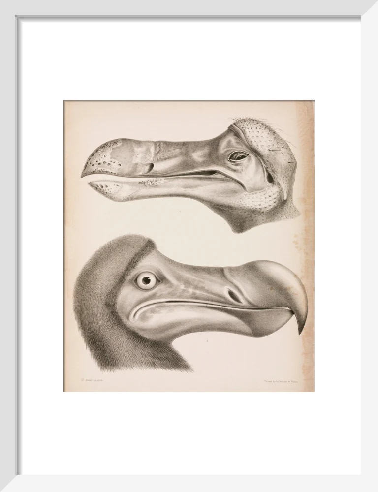 The Dodo, c 18th century. - Image 42