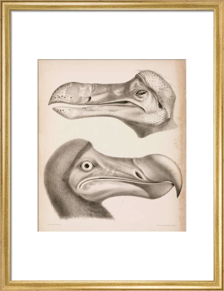The Dodo, c 18th century. - Image 48