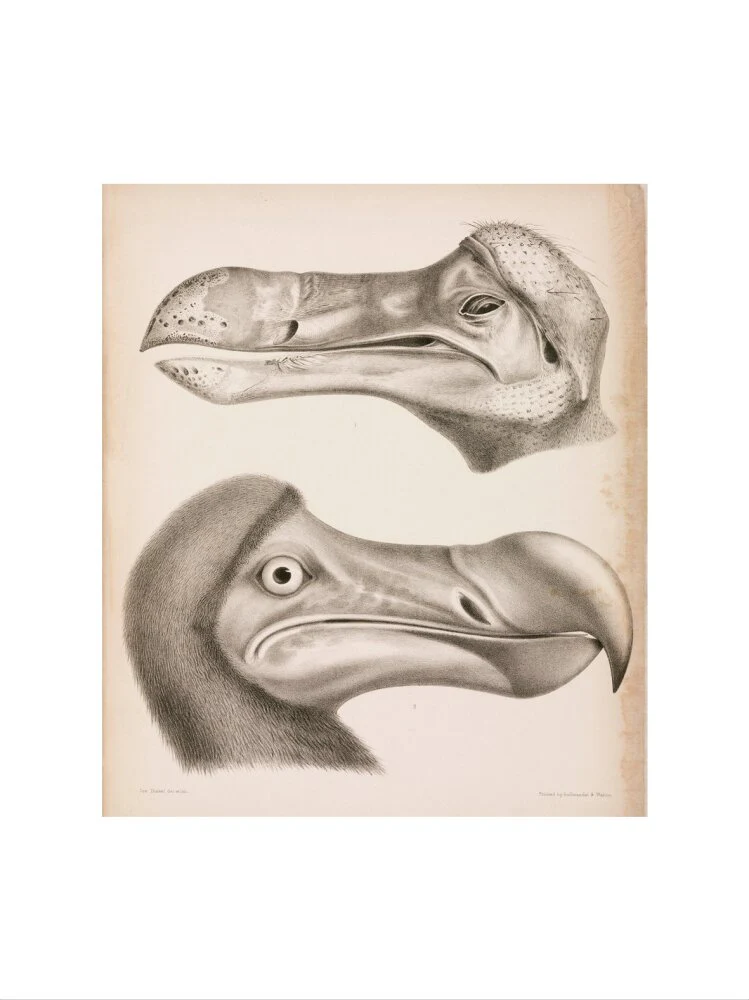 The Dodo, c 18th century. - Image 50