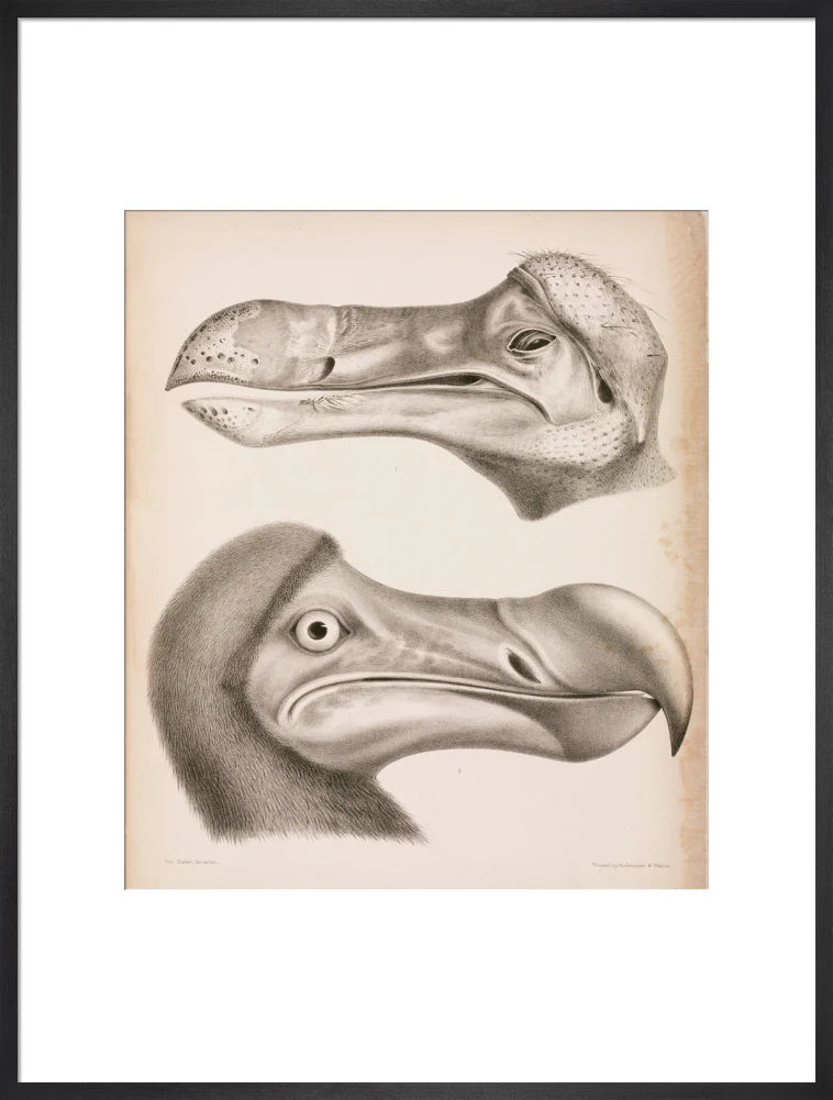 The Dodo, c 18th century. - Image 56