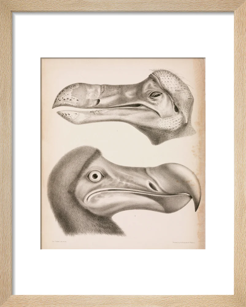 The Dodo, c 18th century. - Image 6