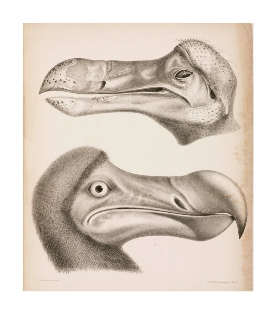 The Dodo, c 18th century. - Image 62