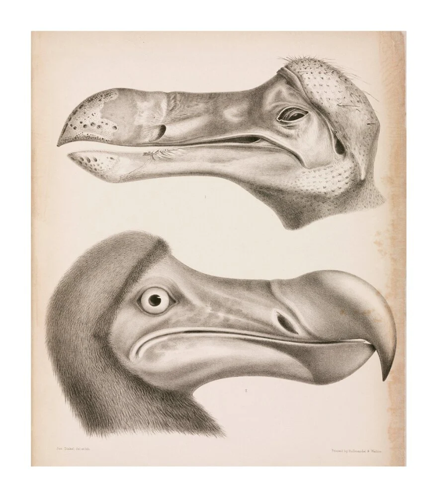 The Dodo, c 18th century. - Image 63