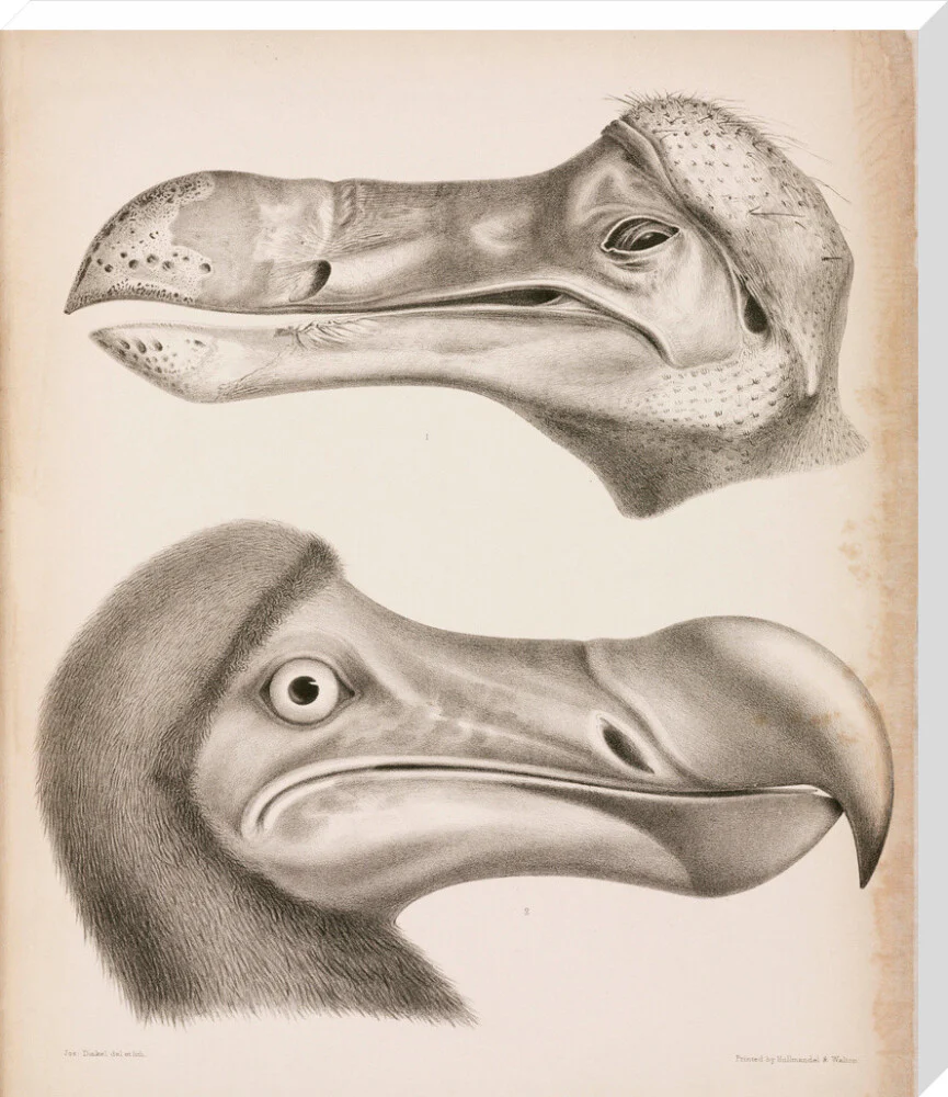 The Dodo, c 18th century. - Image 67