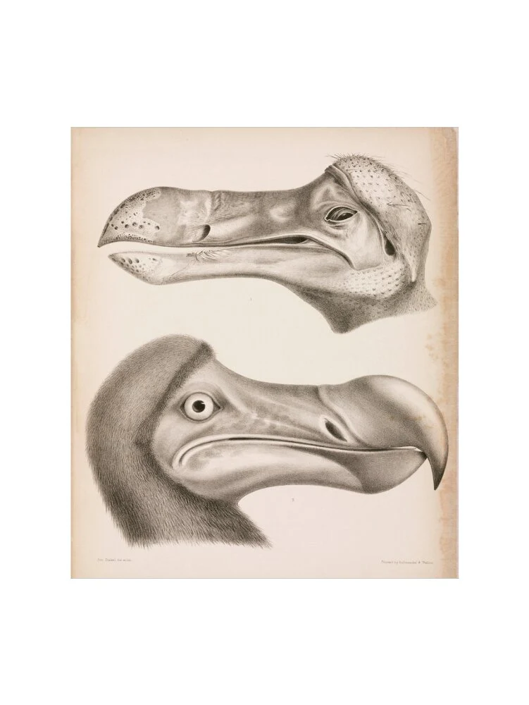 The Dodo, c 18th century. - Image 7