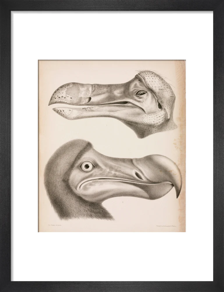 The Dodo, c 18th century. - Image 8