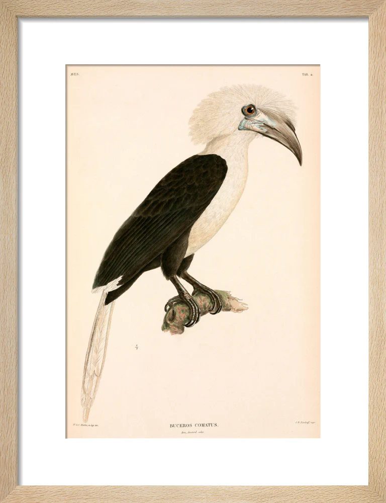 Buceros comatus, Indonesia, 1839-1844. - Image 11