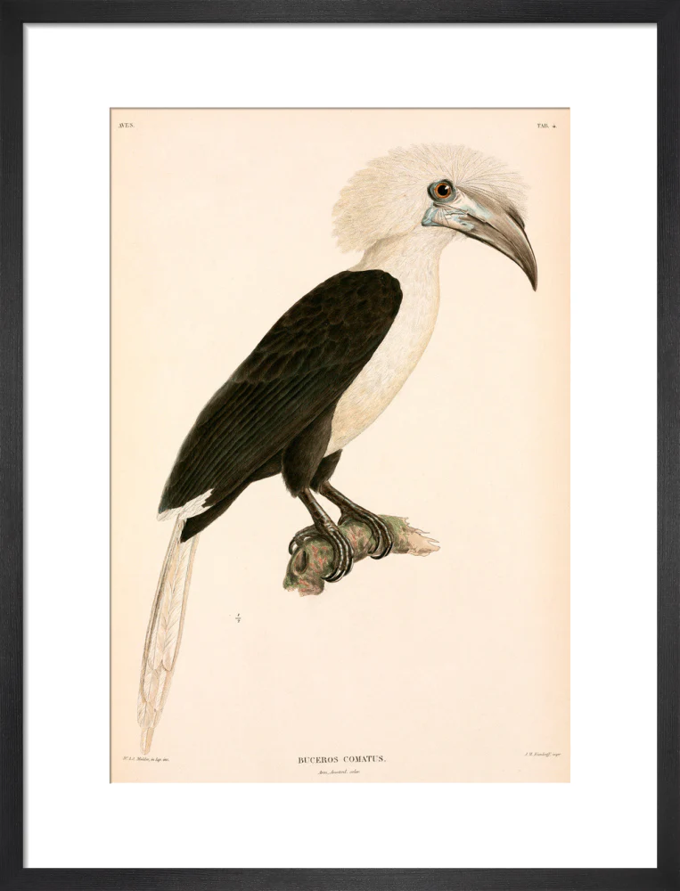 Buceros comatus, Indonesia, 1839-1844. - Image 13