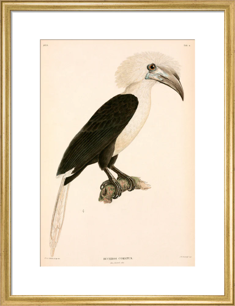 Buceros comatus, Indonesia, 1839-1844. - Image 15