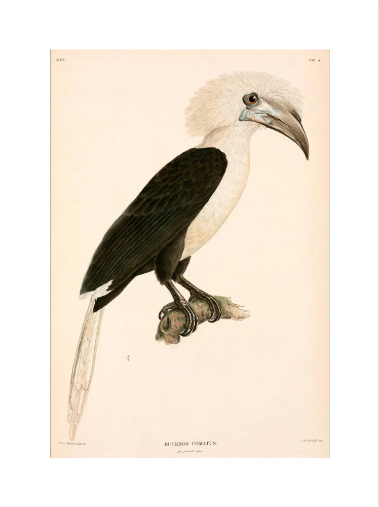 Buceros comatus, Indonesia, 1839-1844. - Image 22