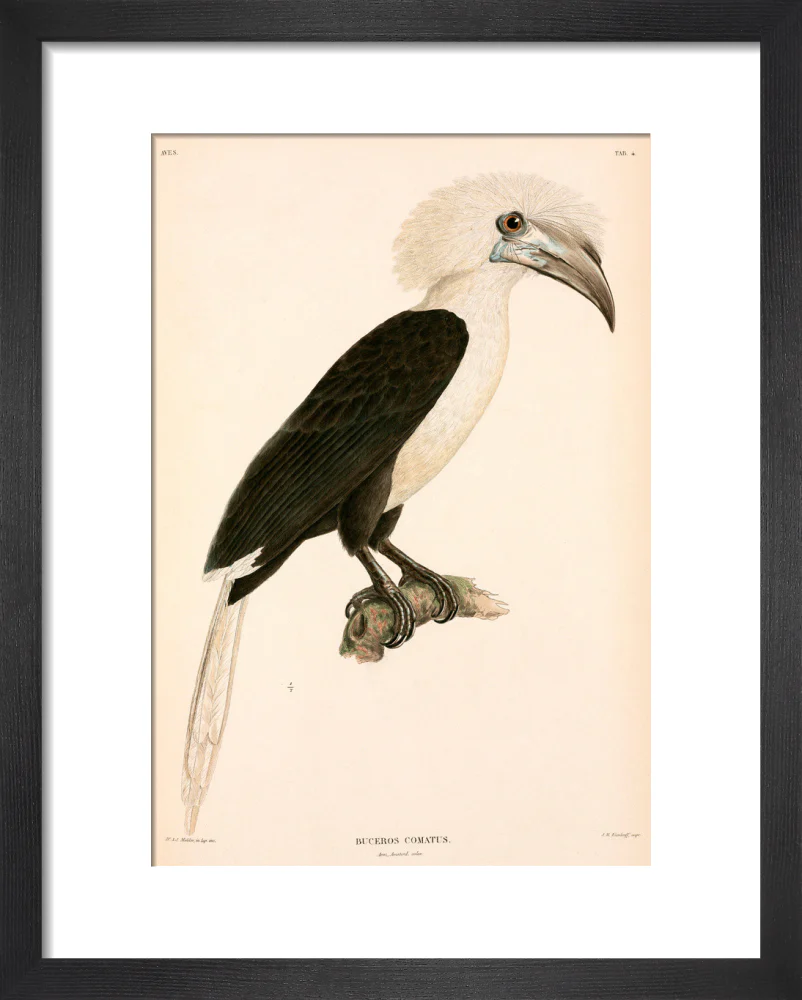 Buceros comatus, Indonesia, 1839-1844. - Image 36