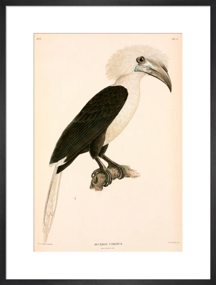 Buceros comatus, Indonesia, 1839-1844. - Image 51