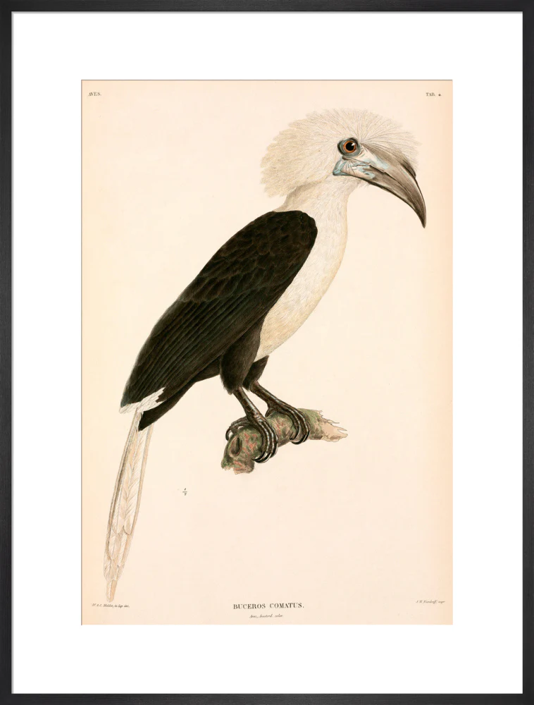 Buceros comatus, Indonesia, 1839-1844. - Image 56