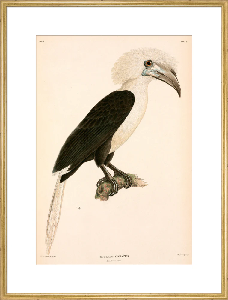 Buceros comatus, Indonesia, 1839-1844. - Image 58