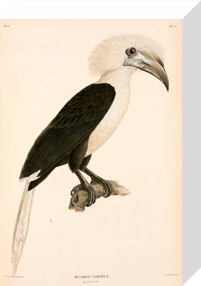 Buceros comatus, Indonesia, 1839-1844. - Image 64
