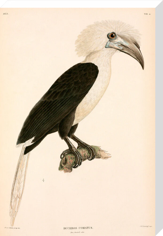 Buceros comatus, Indonesia, 1839-1844. - Image 66