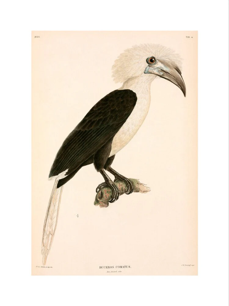 Buceros comatus, Indonesia, 1839-1844. - Image 7
