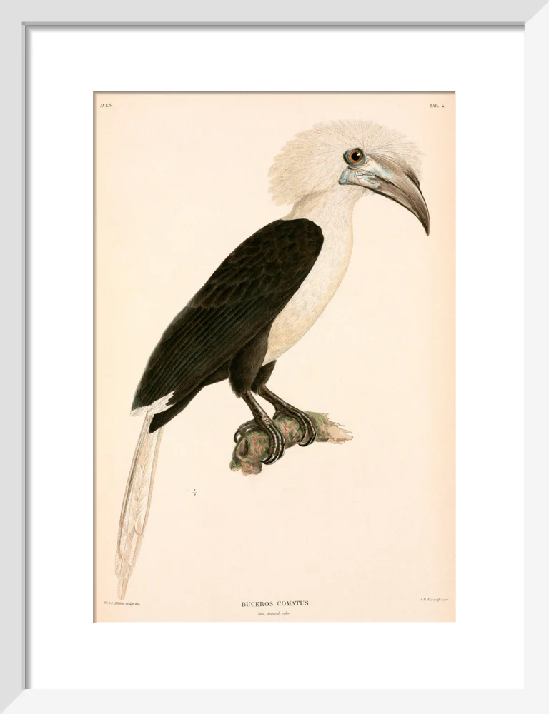 Buceros comatus, Indonesia, 1839-1844. - Image 9