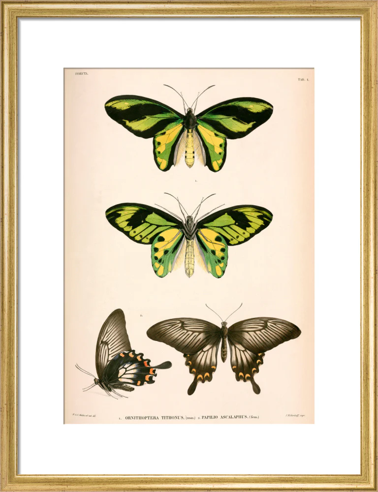 Butterflies, Indonesia, 1839-1844. - Image 15