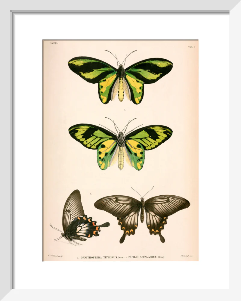 Butterflies, Indonesia, 1839-1844. - Image 4