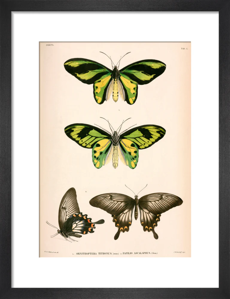 Butterflies, Indonesia, 1839-1844. - Image 41