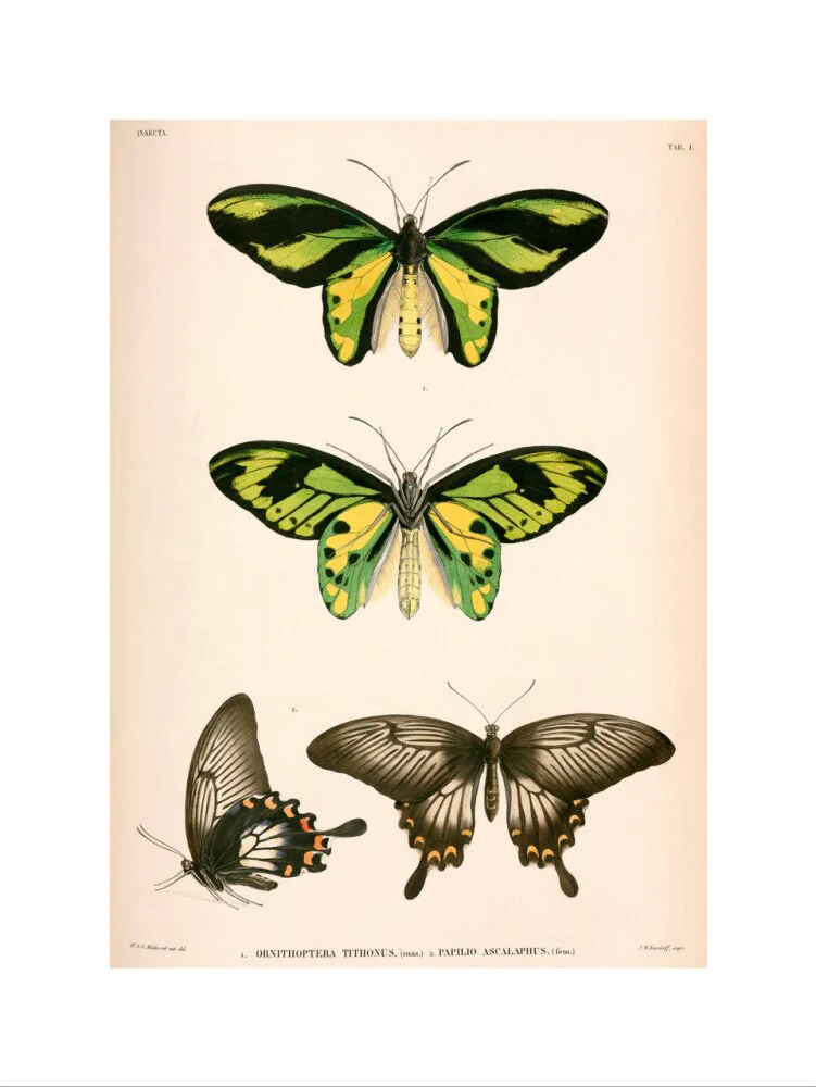 Butterflies, Indonesia, 1839-1844. - Image 50
