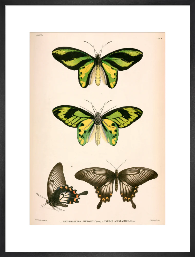 Butterflies, Indonesia, 1839-1844. - Image 51