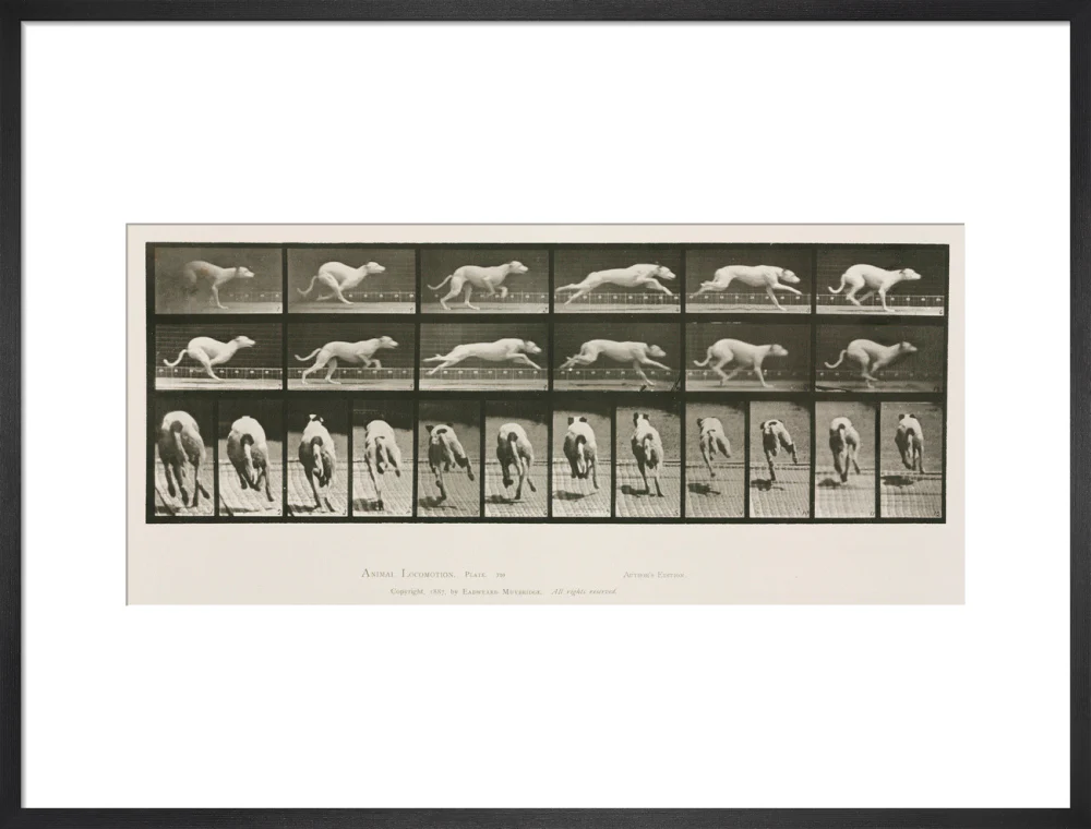 Time-lapse photographs of a greyhound running, 1872-1885. - Image 18