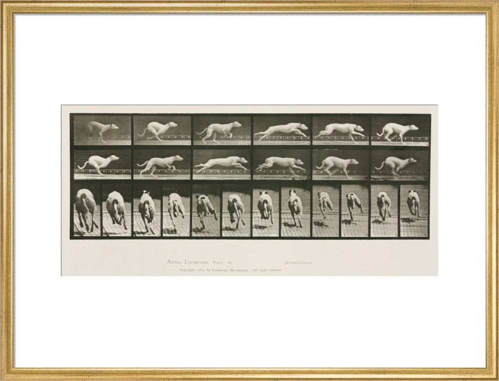Time-lapse photographs of a greyhound running, 1872-1885. - Image 20