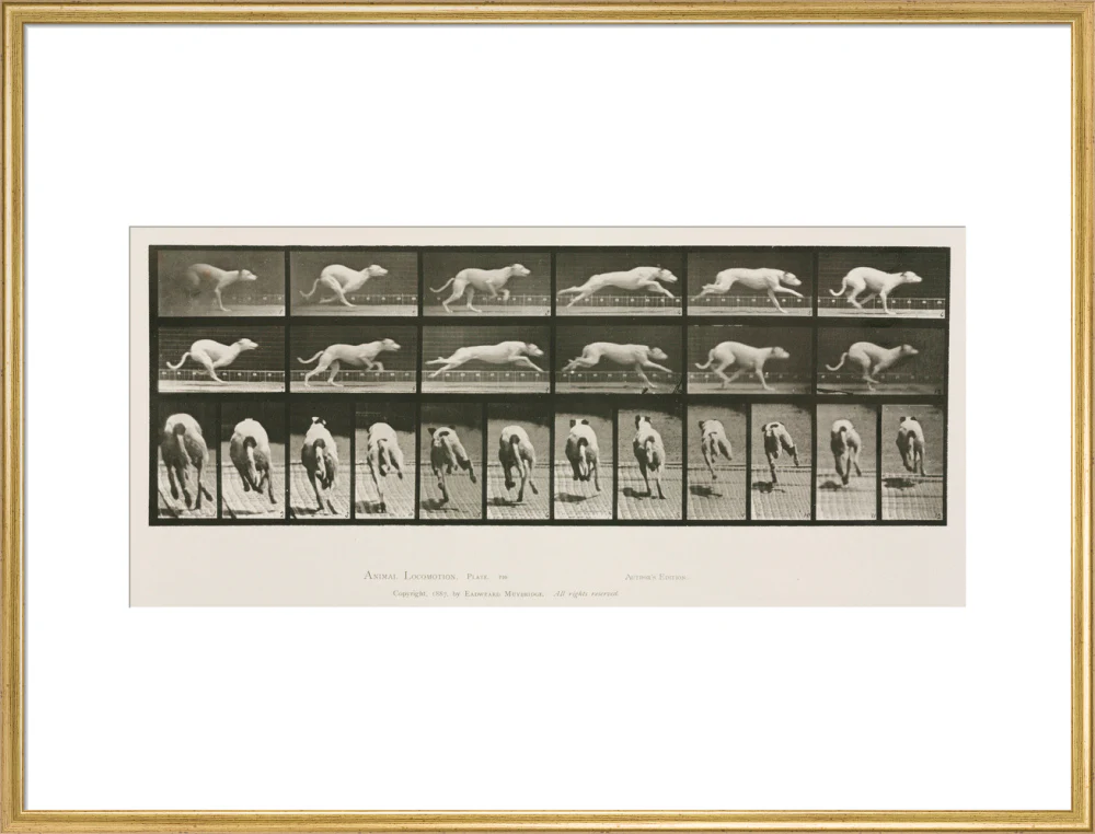 Time-lapse photographs of a greyhound running, 1872-1885. - Image 25