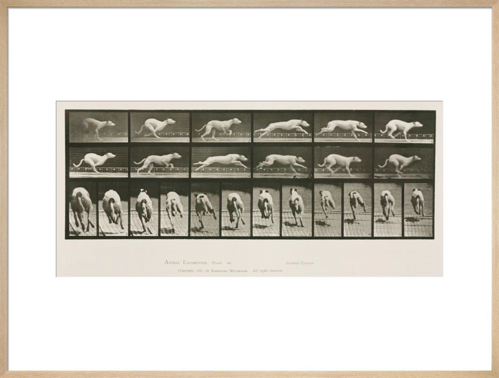 Time-lapse photographs of a greyhound running, 1872-1885. - Image 26